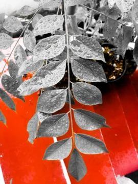 Closeup shot of an array of leaves in a single strand. Stock Photos