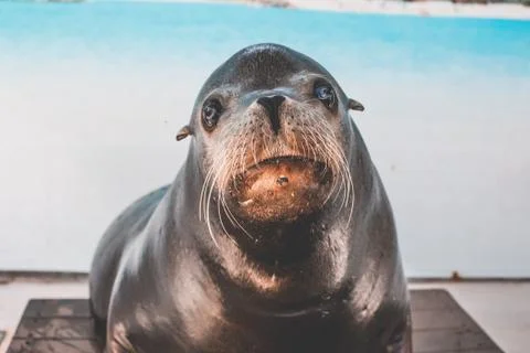 Closeup shot of a back seal Stock Photos