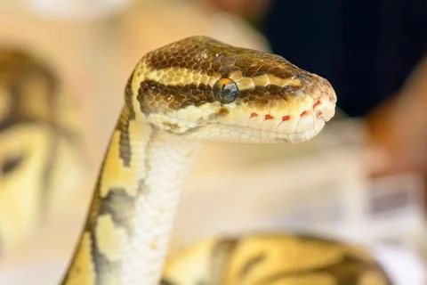 Closeup shot of a ball python on the blurry background 스톡 사진
