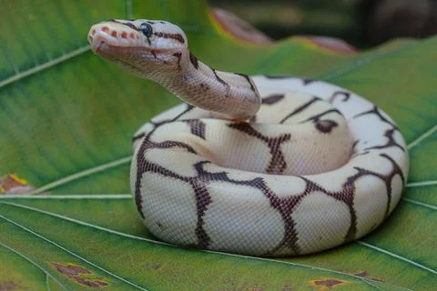 Closeup shot of a ball python (Python regius) on a green leaf 写真素材