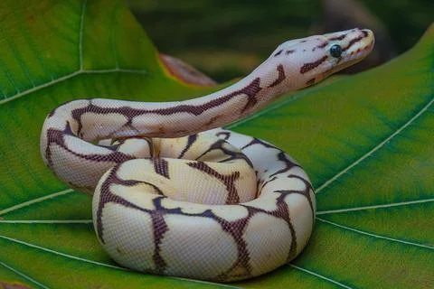 Closeup shot of a ball python (Python regius) on a green leaf Stockfoto's