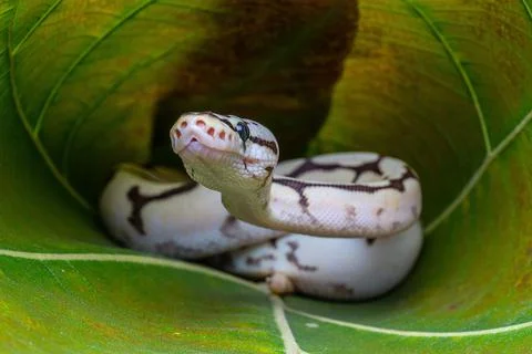 Closeup shot of a ball python (Python regius) on a green leaf Photos