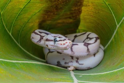 Closeup shot of a ball python (Python regius) on a green leaf Photos