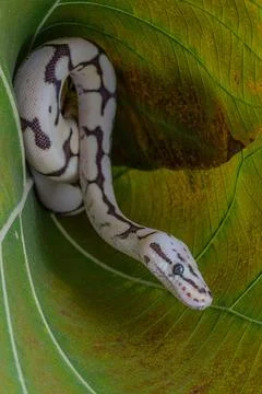 Closeup shot of a ball python (Python regius) on a green leaf Foto stock