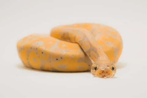 Closeup shot of a banana ball python isolated on a white background Stock Photos