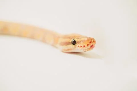 Closeup shot of a banana ball python isolated on a white background Photos