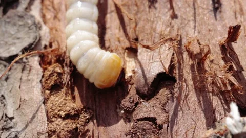 A closeup shot of bark-beetle larva 库存影片 221238271