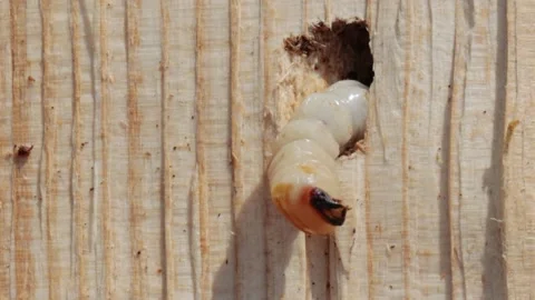 A closeup shot of bark-beetle larva Video stock 221238285