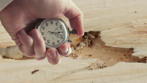 A closeup shot of bark-beetle larva and stopwatch in a hand Stockbeeldmateriaal 235155659