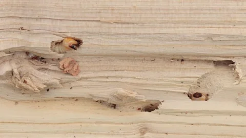 A closeup shot of bark-beetle larvas Stock Footage 221238388