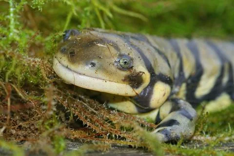 Closeup shot of a barred tiger salamander on green moss Stock Photos