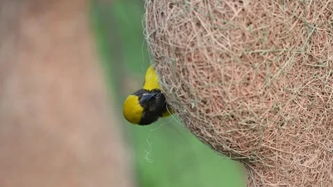 Closeup shot of baya weaver weaving delicate nest structure in tree. Stock Footage 317626332
