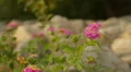 Closeup shot of beautiful flower blooming on rocky surface, landscape design HD Footage