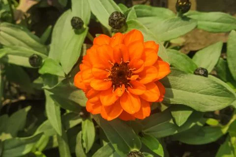 A closeup shot of a beautiful garden flower Stock Photos