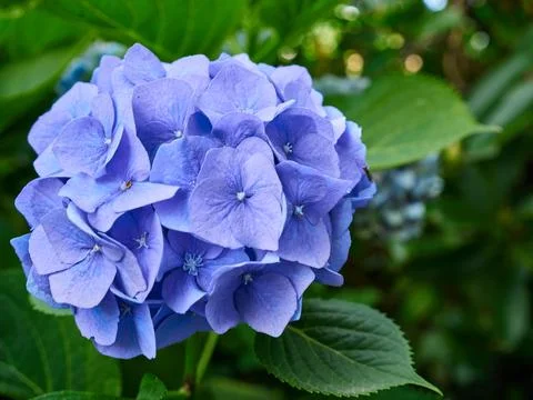 Closeup shot of beautiful hydrangea 스톡 사진