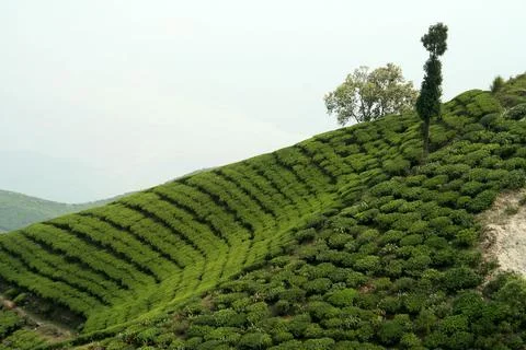 A closeup shot of a beautiful pattern of bright, green tea garden on a sloppy Stock Photos