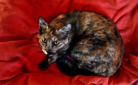 Closeup shot of a beautiful patterned cat with green eyes Foto stock