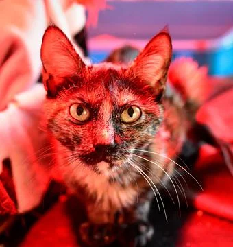 Closeup shot of a beautiful patterned cat face Foto stock