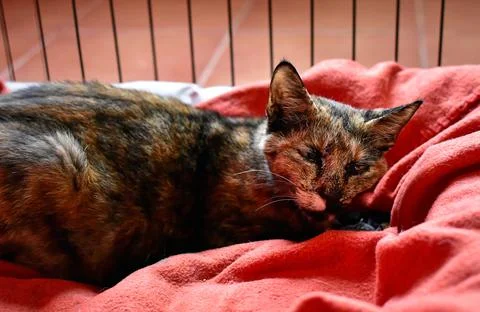 Closeup shot of a beautiful patterned cat in a bed Foto stock