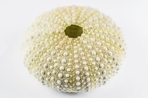 A closeup shot of a beautiful seashell with patterns and dots isolated on a w Stock Photos