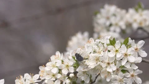 Closeup shot of beautiful white cherry blossoms against a blurred background in Stock Footage 165785278