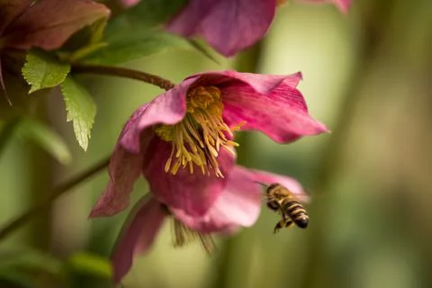 Closeup shot of a bee buzzing around apink hellebore flower Stock Photos