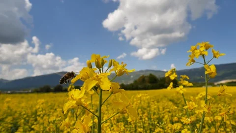 Closeup shot of bee during pollination process in natural field during Stock Footage 130014520
