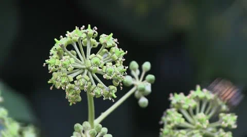 Closeup shot of bee hovering in air. Video stock 8929417