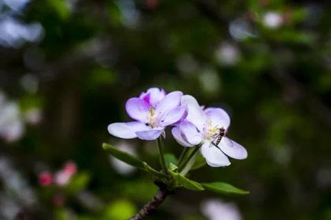 A closeup shot of a bee picking up nectar on a beautiful purple flower with a Stock Photos