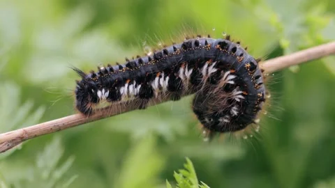 A closeup shot of big caterpillar Stock Footage 221236258