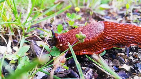 Closeup shot of a big red slug slowly sliding on a ground in a wood. Stock Footage 110876798