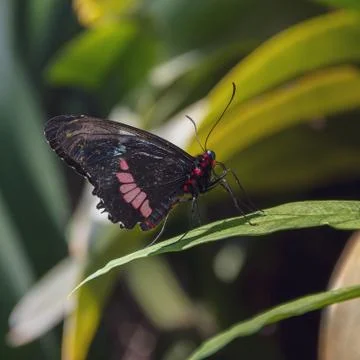 Closeup shot of a black and red butterfly sitting on a leaf 스톡 사진