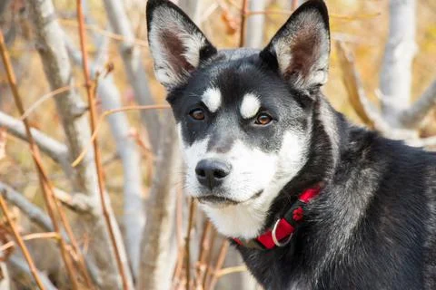 Closeup shot of a black and white husky dog portrait Stock Photos