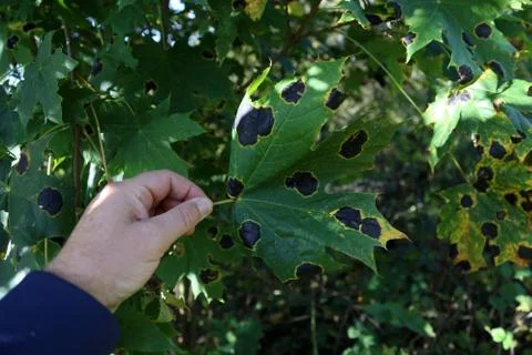 Closeup shot of a black patch on the leaves of the maple. Fotos de archivo