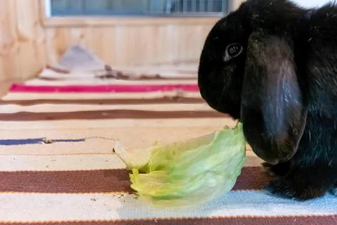 Closeup shot of a black rabbit eating cabbage Stock Photos