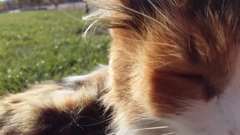 Closeup shot of Blinking Calico Cat Trying to Sleep on an Unrecognisable Person Stock Footage 168974110