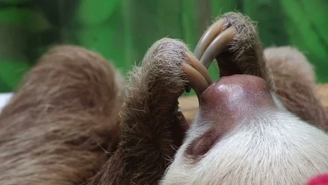 Closeup shot of blond face and two toed arms of sloth Stock-Footage 76560317