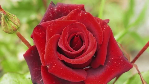 Closeup shot of the blooming red rose in UHD Stock-Footage 112464784
