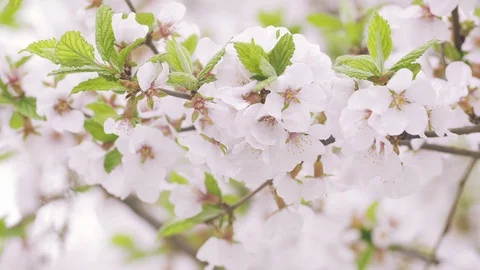 Closeup shot of the blossoming cherry tree in UHD Video stock 107784600