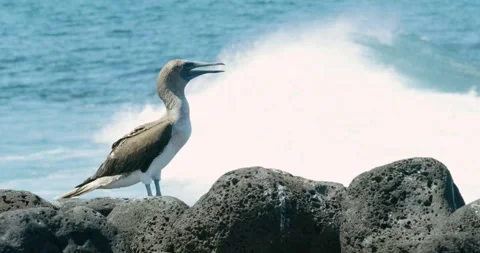 Closeup shot of Blue footed booby Birds in San Cristobal Island. Stock-Footage 271242351
