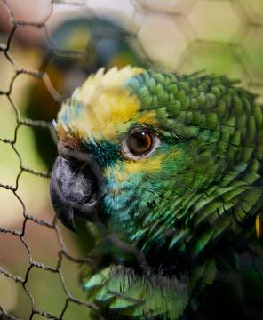 Closeup shot of a blue-fronted Amazon parrot in a cage Stock Photos