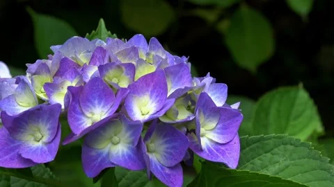 Closeup shot of blueish purple hydrangea flower. 4K Stockbeeldmateriaal 337083953