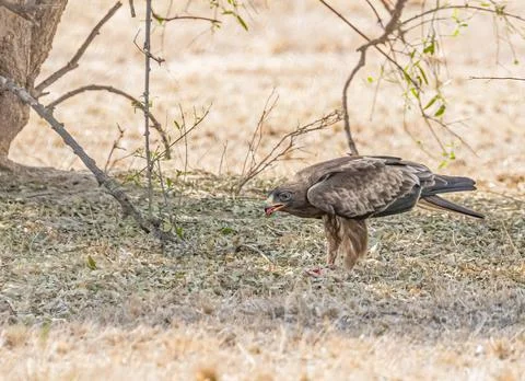 Closeup shot of a booted eagle tasting his hunting Foto stock