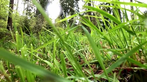 Closeup shot from the bottom of grass with dry brown leaves in between Stock Footage 248351964