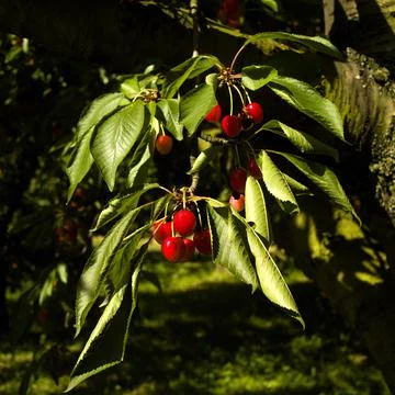 A closeup shot of the branches of a cherry tree with red fruits on the blurre Stock Photos