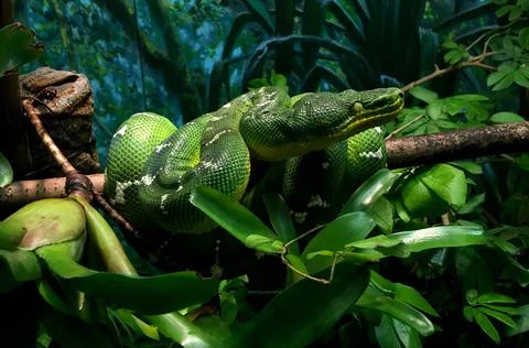 Closeup shot of a bright green python wrapping around a tree Foto stock