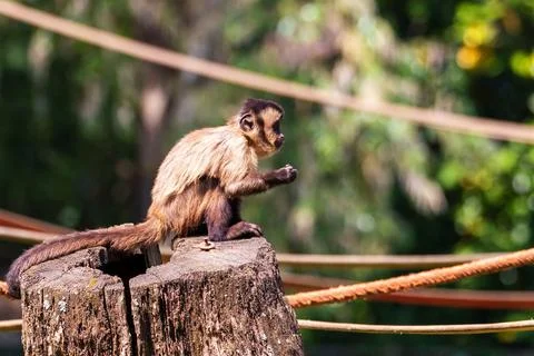 Closeup shot of a brown capuchin monkey sitting on a trunk and looking forward i Stock Photos