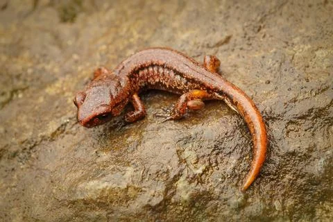 Closeup shot of brown ensatina salamander on a wet wooden surface Stock Photos