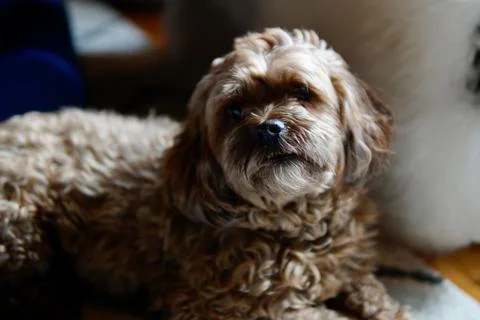 Closeup shot of a brown furry Cavapoo dog sitting and looking at the camera Stock Photos