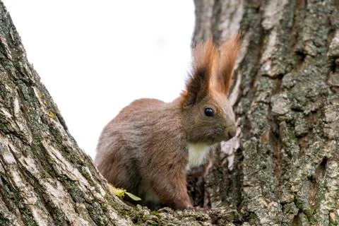 Closeup shot of the brown squirrel on the tree Foto stock